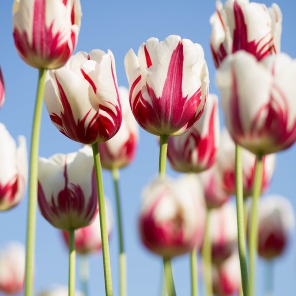 Meet your Posher - Picture 1 of 1